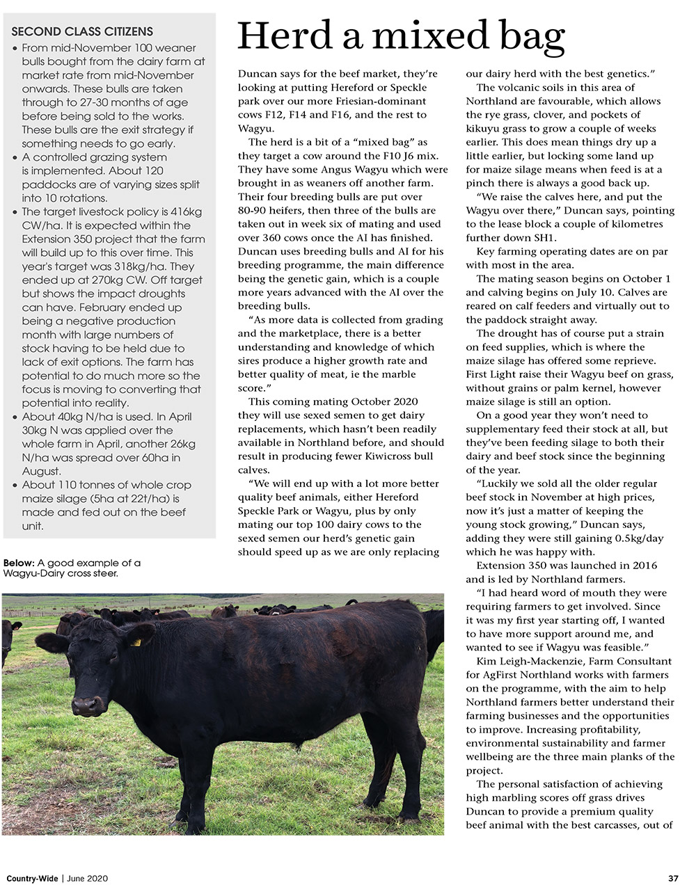 Building a stable beef future | With Belles On